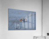 Dont Be Crabby Acrylic Print