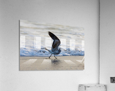 Seagull Acrylic Print