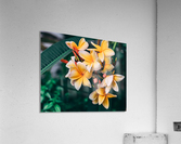 Aloha Oe Acrylic Print