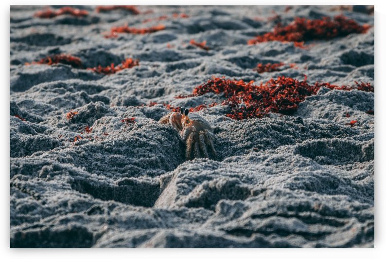 Crabby Critter by Stormy Galleries