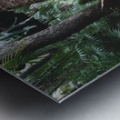 Elder Wood Metal print
