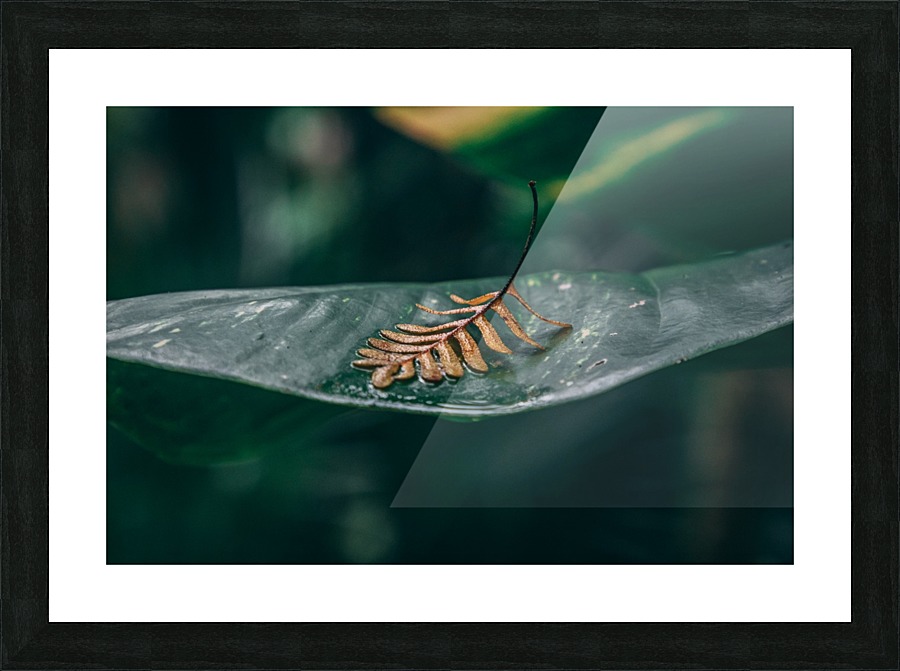 Leafed Alone Picture Frame print