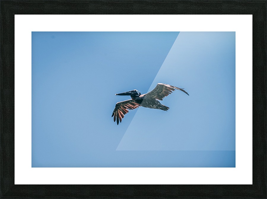 In Flight Picture Frame print