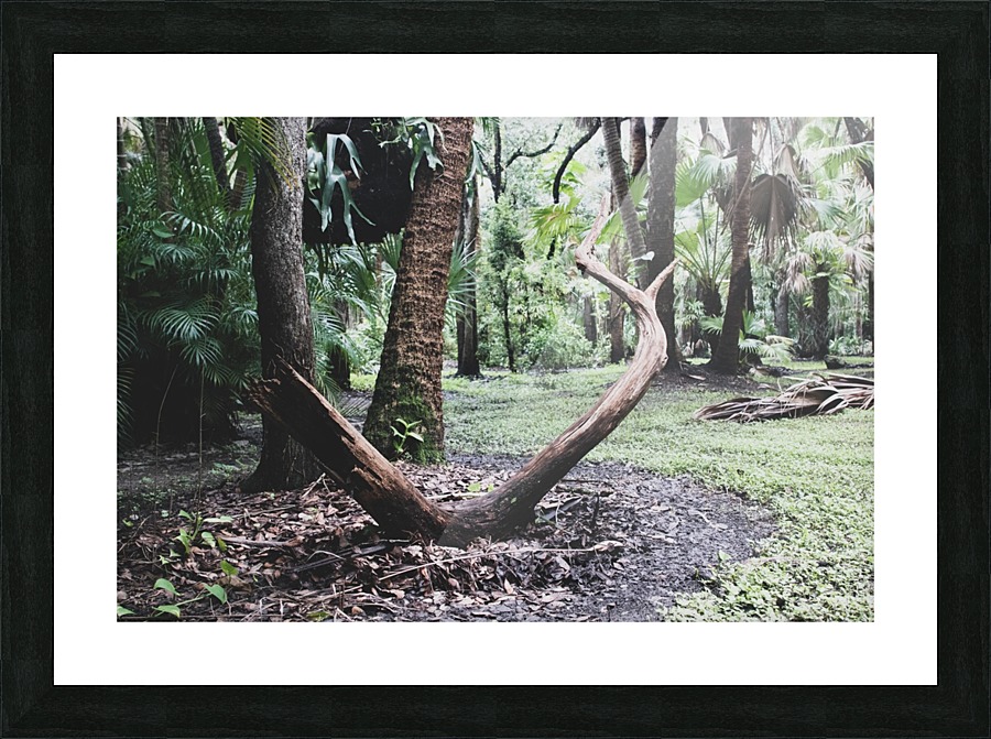 Elder Wood Picture Frame print