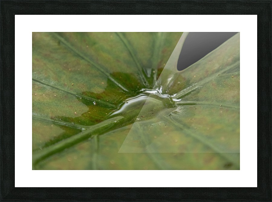 Aspen Picture Frame print