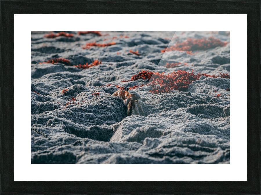 Crabby Critter Picture Frame print
