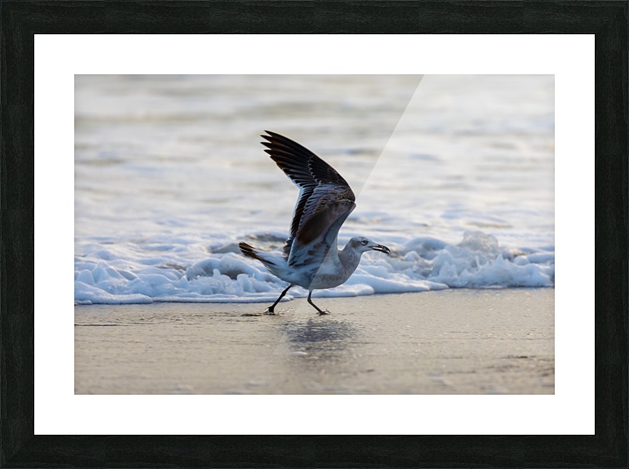 Seagull Picture Frame print