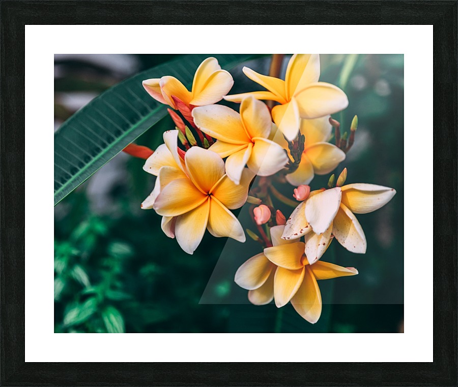 Aloha Oe Picture Frame print