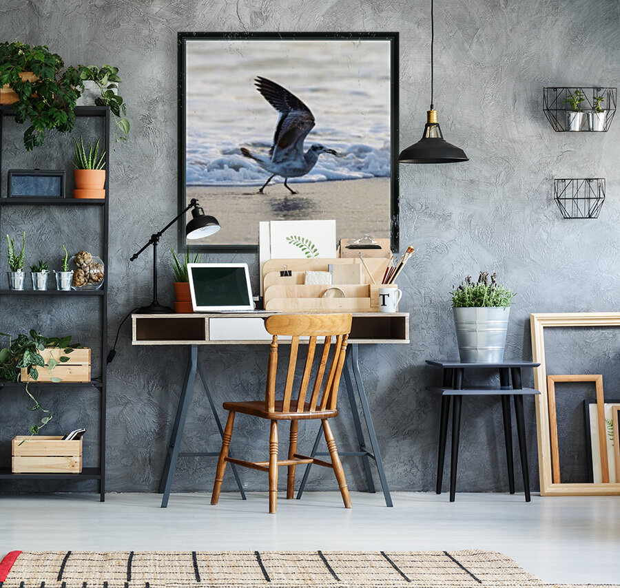 Seagull Reproduction