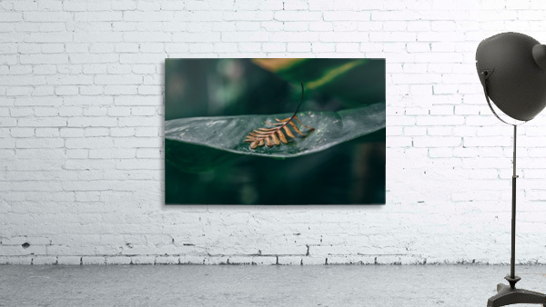 Leafed Alone Wall Preview