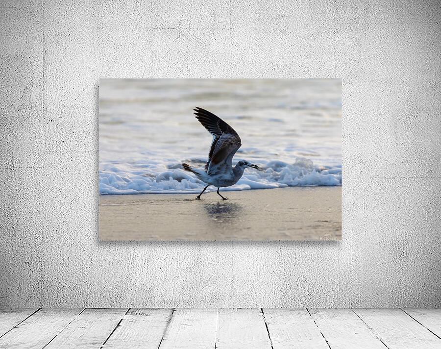 Seagull Wall Preview