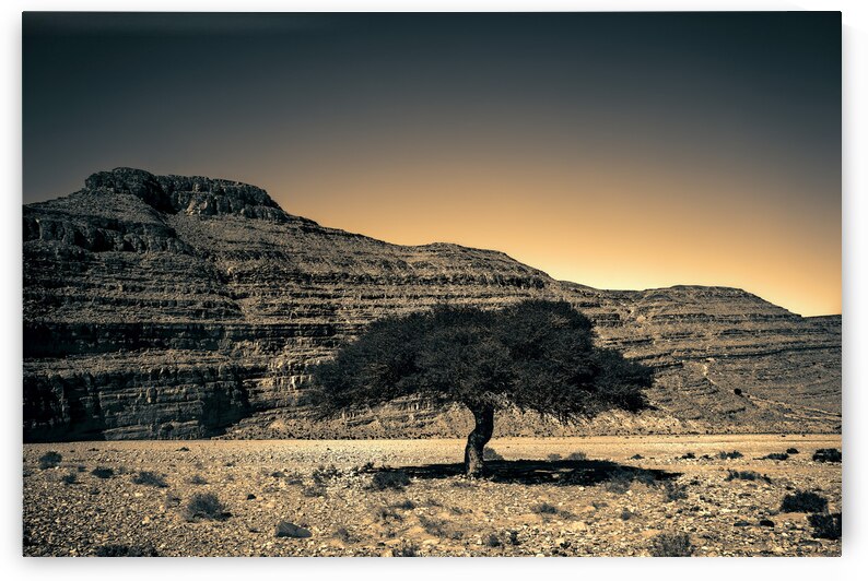 16x24 20170104 KW LN Lone Argan Tree Sunset by Kevin Wenning