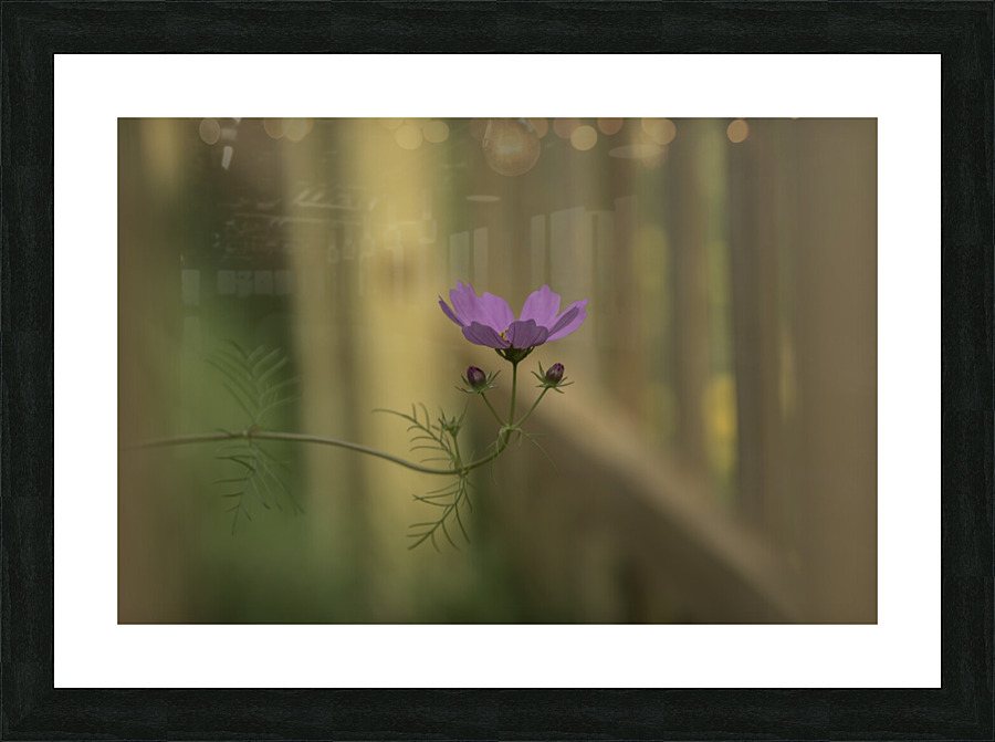 DSC 5718 Edit 3 Solitude Picture Frame print