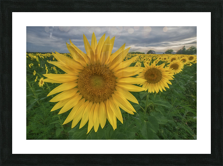 DSC 6969 Edit AuroraHDR edit Edit Picture Frame print