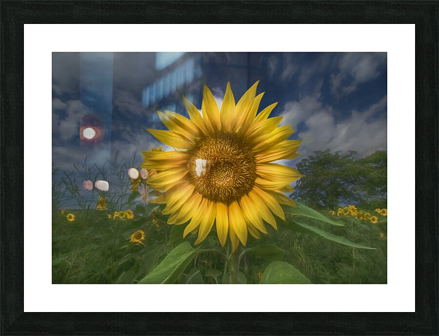 Sunflower and Sky Picture Frame print