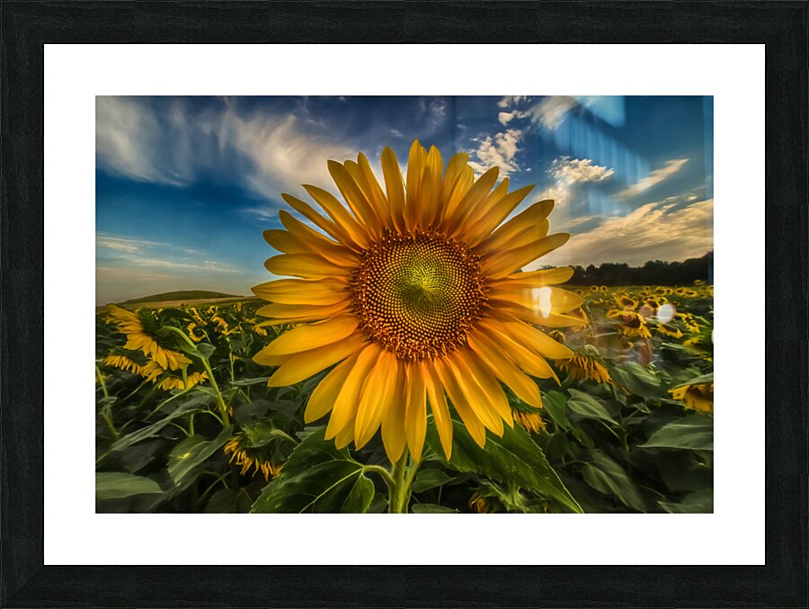 Bold and Beautiful Picture Frame print