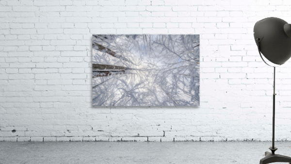 Looking Up Winter Wall Preview