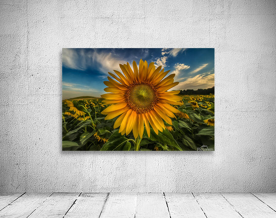 Sunflower high res jpeg Wall Preview