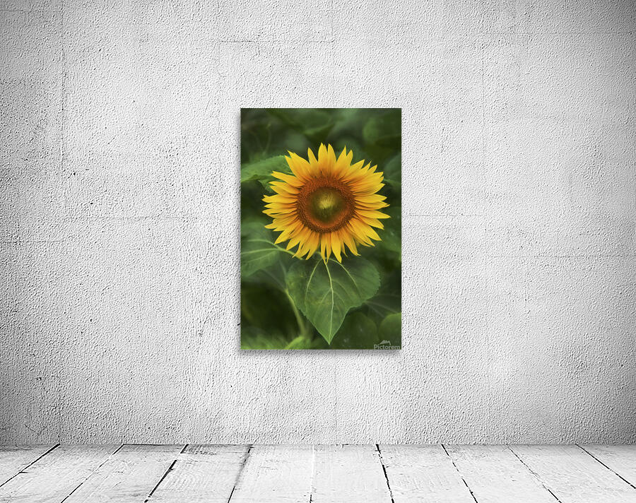 A Sacred Flower Wall Preview