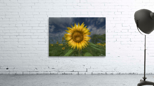 Sunflower and Sky Wall Preview