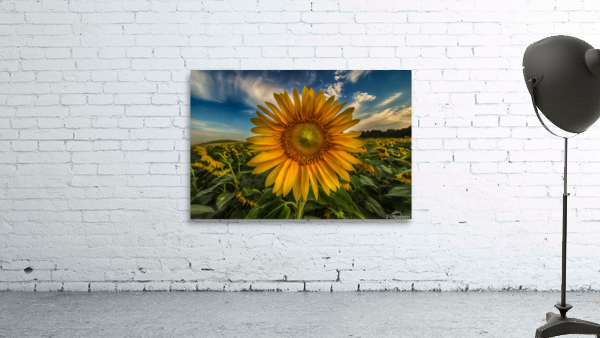 Bold and Beautiful Wall Preview