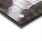 CR5 5699 Acrylic print