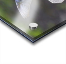 CR5 8076 Acrylic print