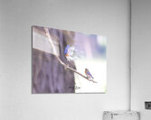 CR5 8598 Acrylic Print