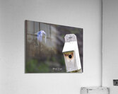 CR5 8111 Acrylic Print