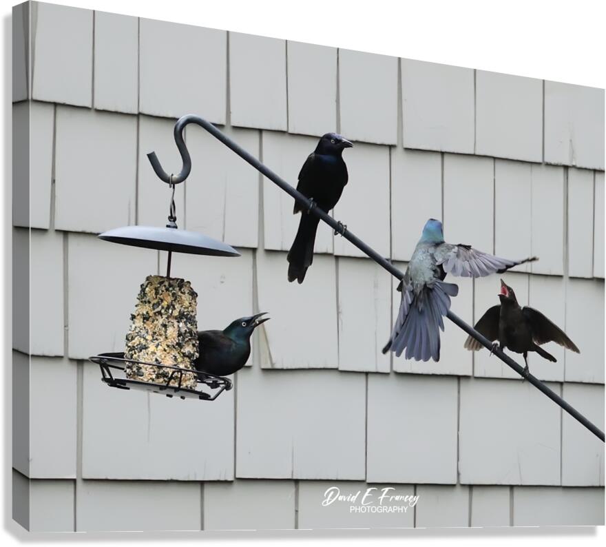 CommonGrackleYellingAtBluebird Canvas Print