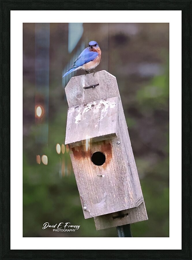 CR5 5699 Picture Frame print