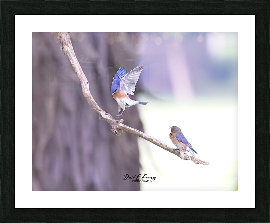 CR5 8598 Picture Frame print