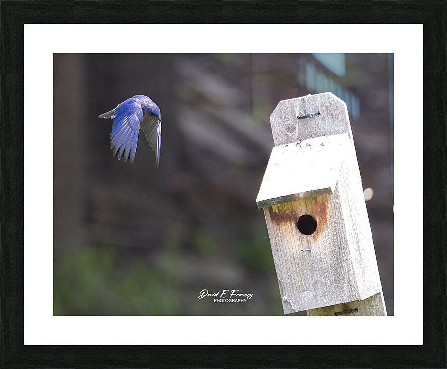 CR5 8111 Picture Frame print