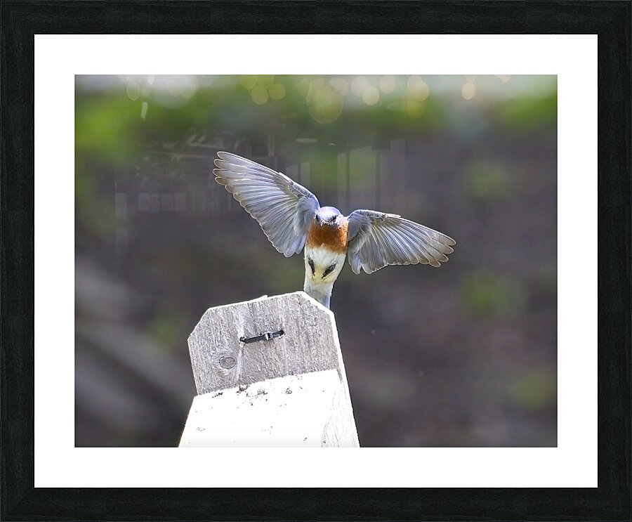 CR5 8076 Picture Frame print