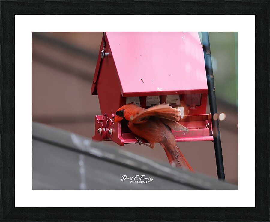 CardinalAtFeederLanding Picture Frame print