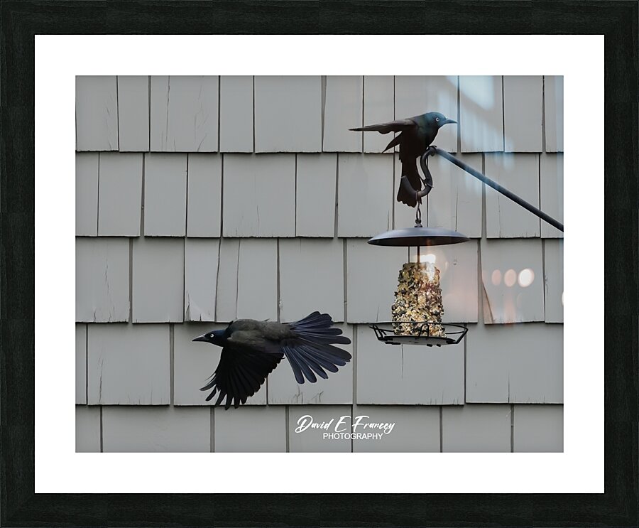 CommonGrackle2 Picture Frame print