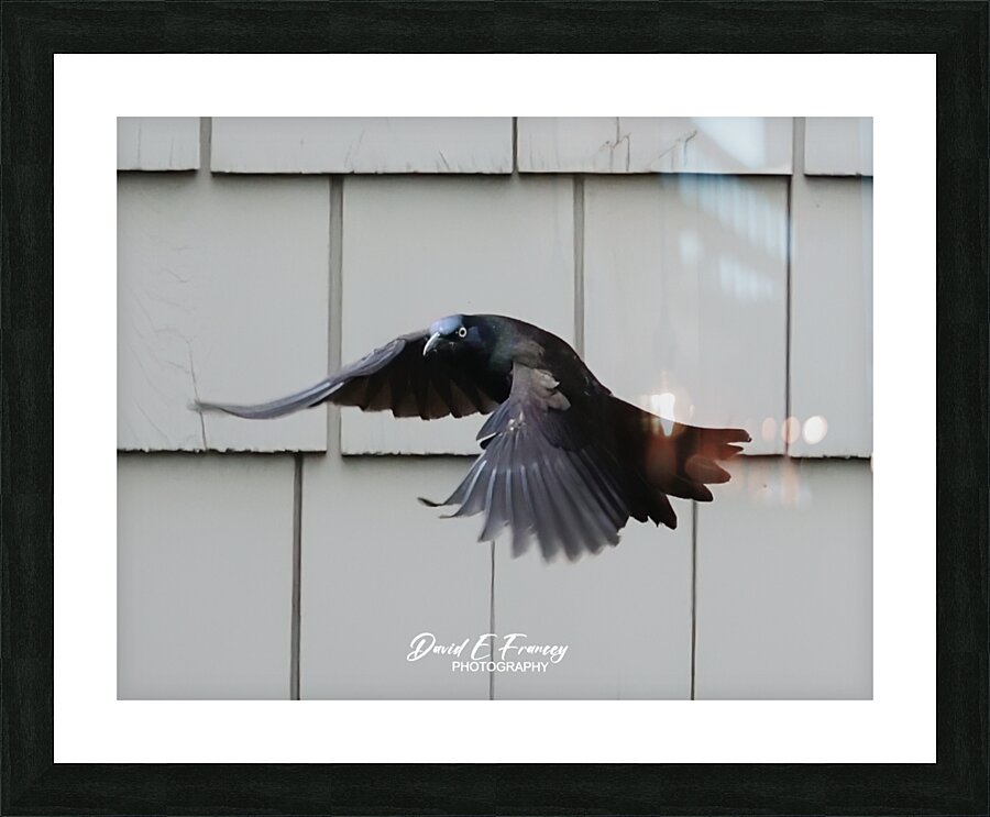 CommonGrackle Picture Frame print
