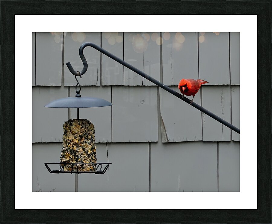 CardinalAtFeeder Picture Frame print