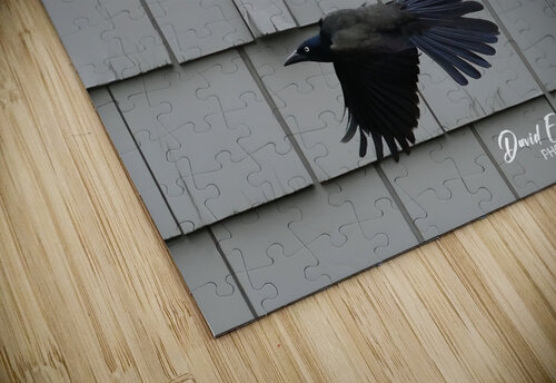 CommonGrackle2 Photography by Francey puzzle