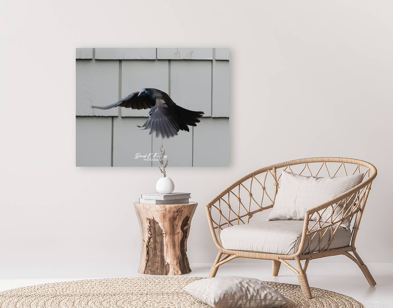 CommonGrackle Reproduction