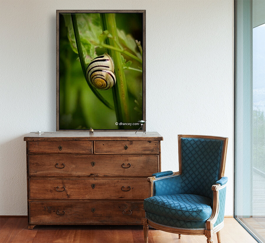 Snail8x11 Reproduction