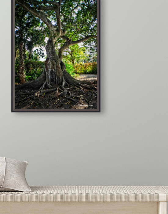 Banyan Tree by Photography by Francey