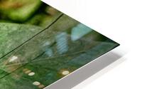 ButterflyOnLeaf HD Metal print