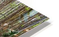 Cyprus Swamp Walk HD Metal print