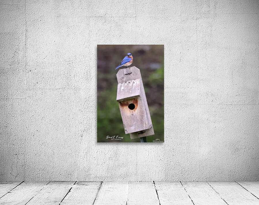 CR5 5699 Wall Preview