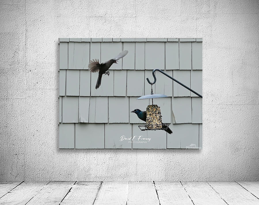 CommonGrackleFeeding Wall Preview