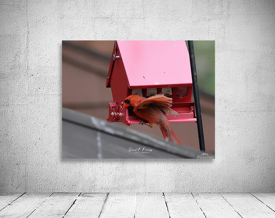 CardinalAtFeederLanding Wall Preview