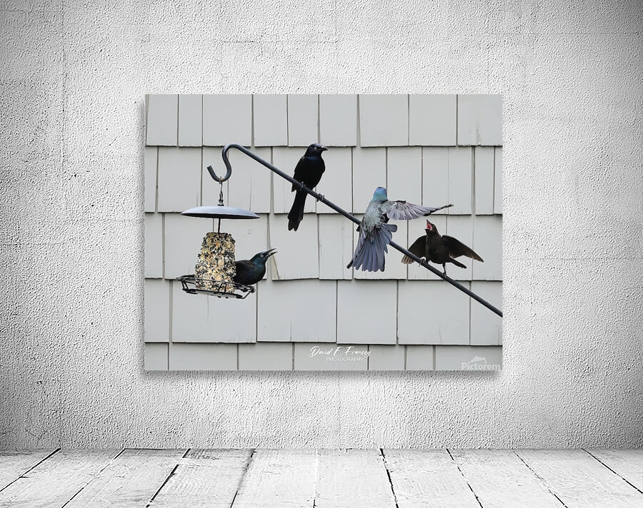 CommonGrackleYellingAtBluebird Wall Preview