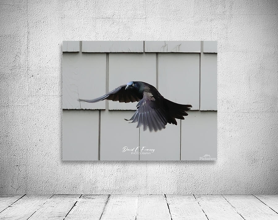 CommonGrackle Wall Preview