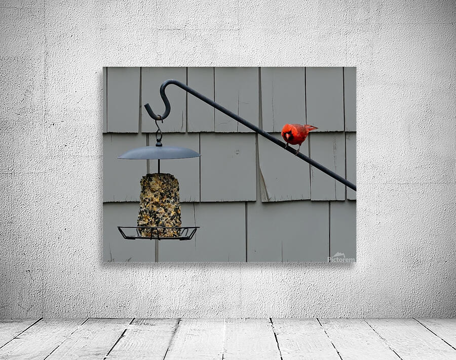 CardinalAtFeeder Wall Preview